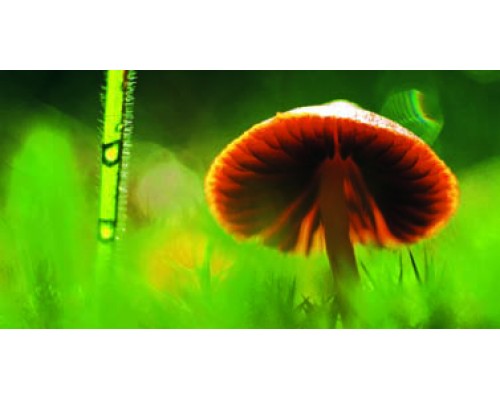 Desk Calendar DC 4